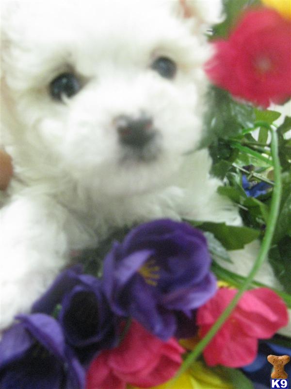 Puppies in MA